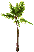 palmera