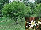 Arbol de t