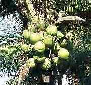 Cocotero