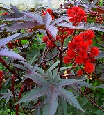 Ricino planta