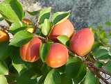 aceite de albaricoque