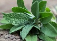 aceite de salvia