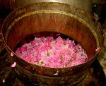 Petalos de rosa