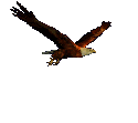 aguila