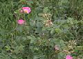 Rosa Mosqueta