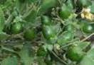 jojoba
