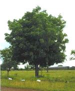 Arbol de Neem